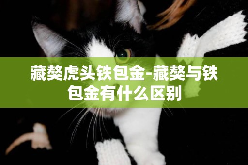 藏獒虎頭鐵包金-藏獒與鐵包金有什么區別