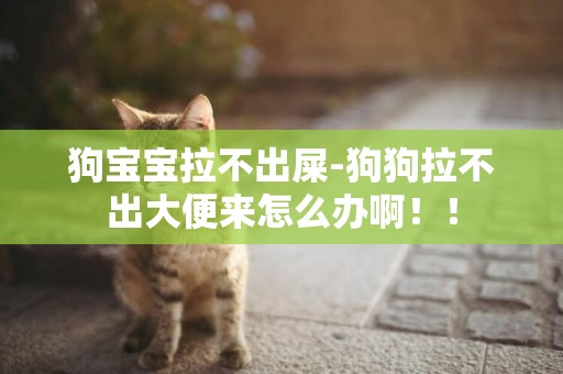 狗寶寶拉不出屎-狗狗拉不出大便來怎么辦啊！！