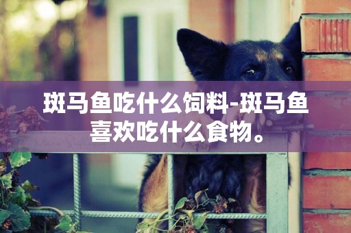 斑馬魚吃什么飼料-斑馬魚喜歡吃什么食物。