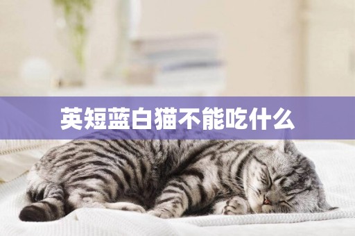 英短藍白貓不能吃什么