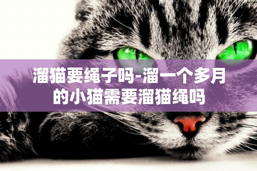 溜貓要繩子嗎-溜一個多月的小貓需要溜貓繩嗎