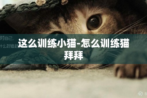 這么訓練小貓-怎么訓練貓拜拜