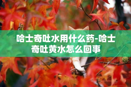 哈士奇吐水用什么藥-哈士奇吐黃水怎么回事