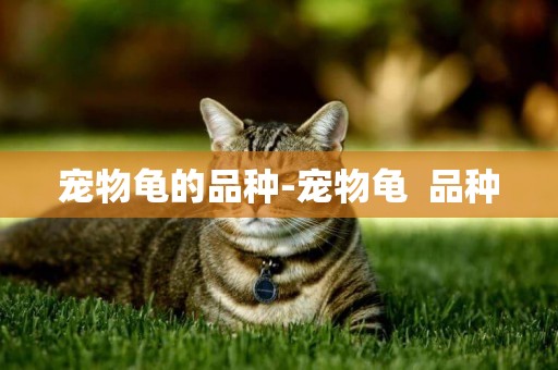 寵物龜的品種-寵物龜  品種