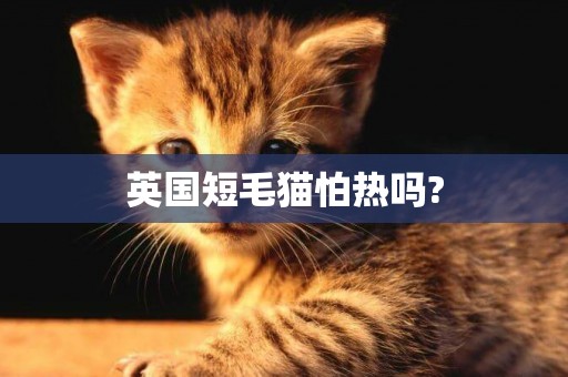 英國短毛貓怕熱嗎?