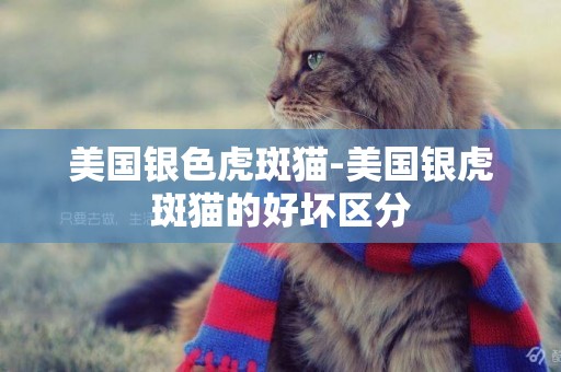 美國銀色虎斑貓-美國銀虎斑貓的好壞區分