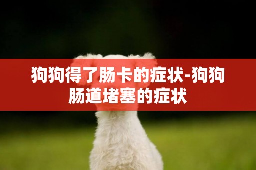 狗狗得了腸卡的癥狀-狗狗腸道堵塞的癥狀