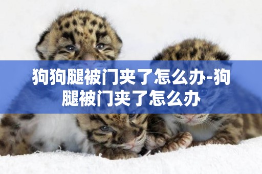 狗狗腿被門夾了怎么辦-狗腿被門夾了怎么辦