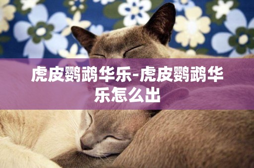 虎皮鸚鵡華樂-虎皮鸚鵡華樂怎么出