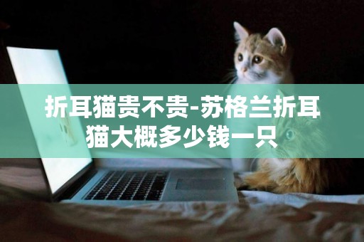 折耳貓貴不貴-蘇格蘭折耳貓大概多少錢一只