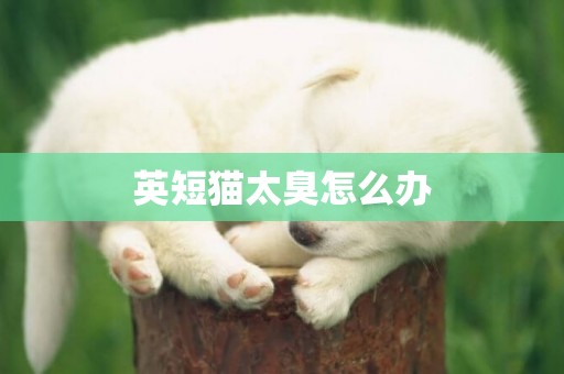 英短貓太臭怎么辦