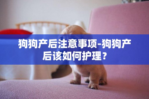狗狗產后注意事項-狗狗產后該如何護理？