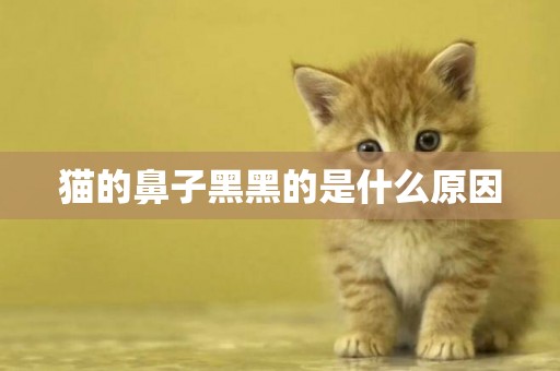 貓的鼻子黑黑的是什么原因