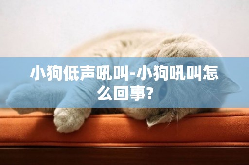 小狗低聲吼叫-小狗吼叫怎么回事?