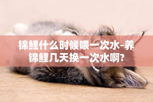錦鯉什么時候喂一次水-養錦鯉幾天換一次水啊?
