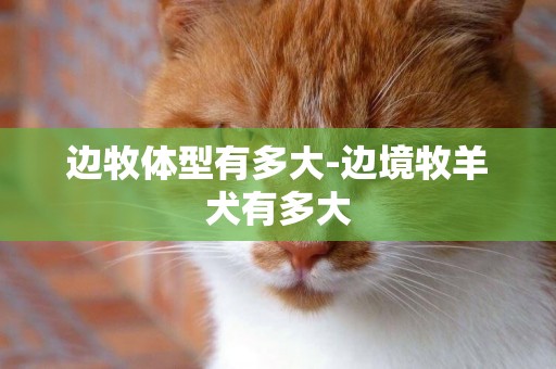 邊牧體型有多大-邊境牧羊犬有多大