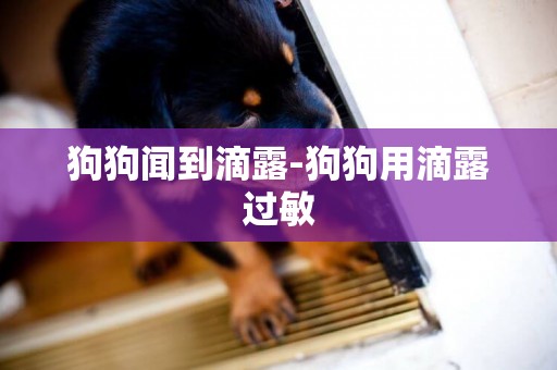 狗狗聞到滴露-狗狗用滴露過敏