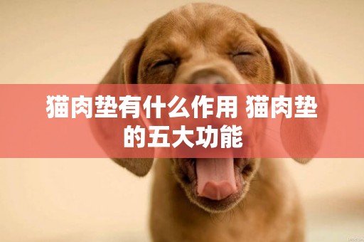 貓肉墊有什么作用 貓肉墊的五大功能
