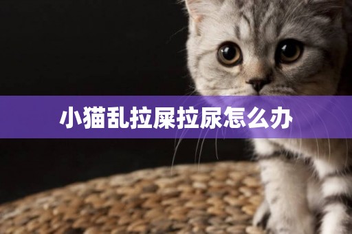 小貓亂拉屎拉尿怎么辦