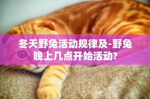 冬天野兔活動規律及-野兔晚上幾點開始活動?