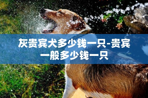 灰貴賓犬多少錢一只-貴賓一般多少錢一只