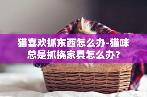 貓喜歡抓東西怎么辦-貓咪總是抓撓家具怎么辦？