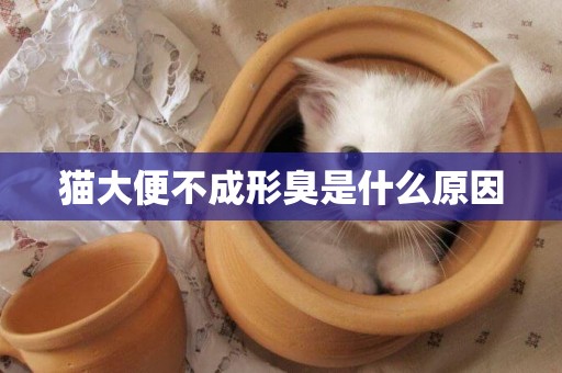 貓大便不成形臭是什么原因