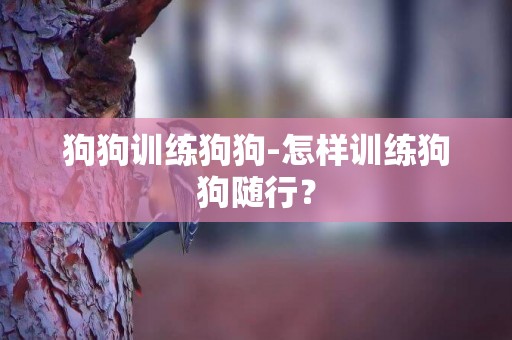狗狗訓練狗狗-怎樣訓練狗狗隨行？