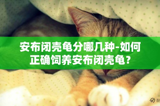 安布閉殼龜分哪幾種-如何正確飼養安布閉殼龜？