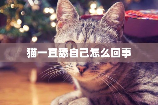貓一直舔自己怎么回事
