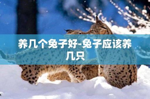 養幾個兔子好-兔子應該養幾只