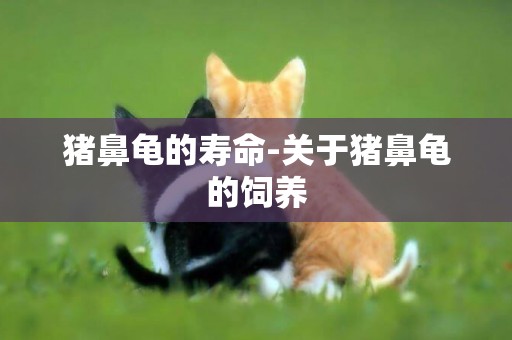 豬鼻龜的壽命-關于豬鼻龜的飼養