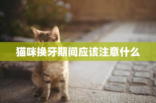 貓咪換牙期間應該注意什么