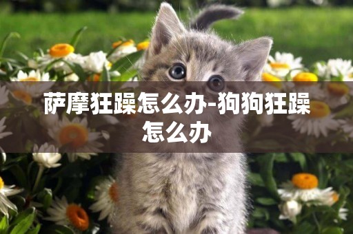 薩摩狂躁怎么辦-狗狗狂躁怎么辦