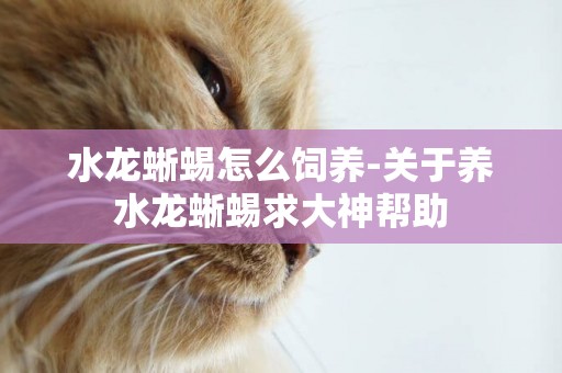 水龍蜥蜴怎么飼養-關于養水龍蜥蜴求大神幫助
