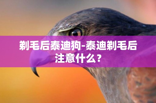 剃毛后泰迪狗-泰迪剃毛后注意什么？