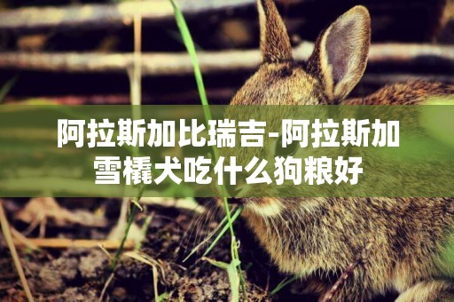 阿拉斯加比瑞吉-阿拉斯加雪橇犬吃什么狗糧好