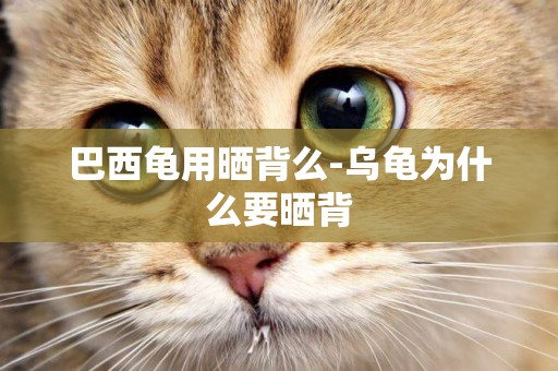 巴西龜用曬背么-烏龜為什么要曬背