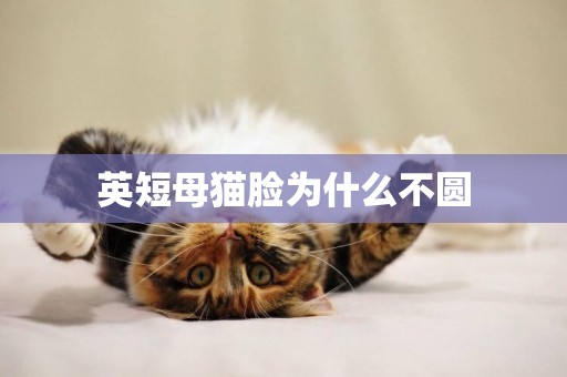 英短母貓臉為什么不圓
