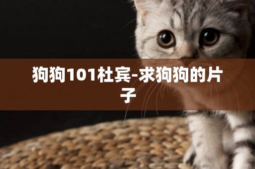 狗狗101杜賓-求狗狗的片子