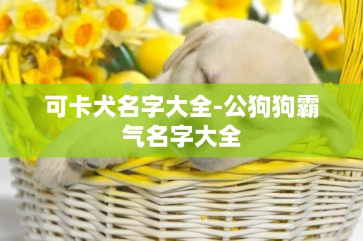 可卡犬名字大全-公狗狗霸氣名字大全