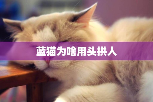 藍貓為啥用頭拱人