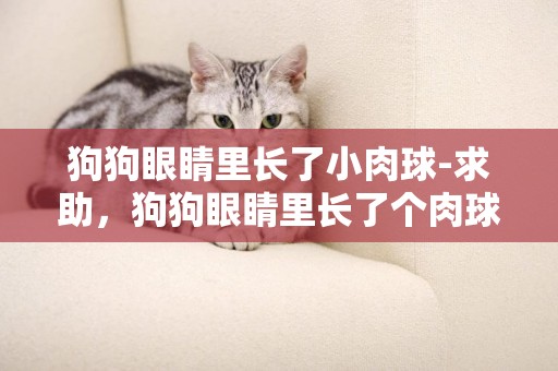狗狗眼睛里長了小肉球-求助，狗狗眼睛里長了個肉球