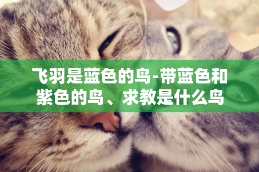 飛羽是藍色的鳥-帶藍色和紫色的鳥、求教是什么鳥
