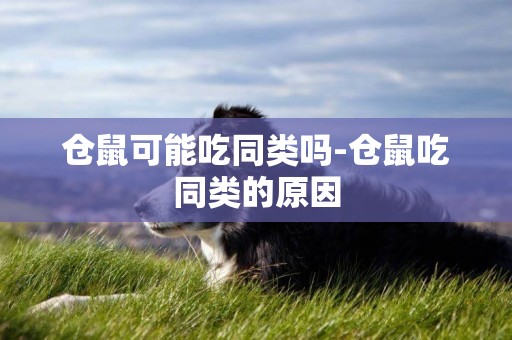 倉鼠可能吃同類嗎-倉鼠吃同類的原因
