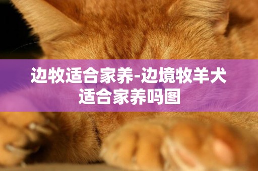 邊牧適合家養-邊境牧羊犬適合家養嗎圖