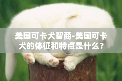 美國可卡犬智商-美國可卡犬的體征和特點是什么？