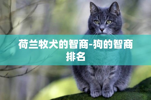 荷蘭牧犬的智商-狗的智商排名
