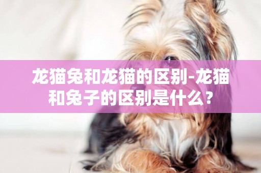 龍貓兔和龍貓的區別-龍貓和兔子的區別是什么？
