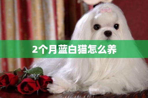 2個月藍白貓怎么養